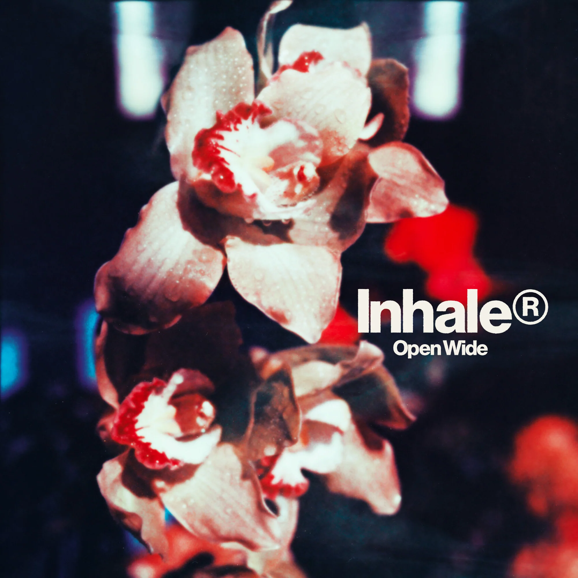 Open Wide - Image 3